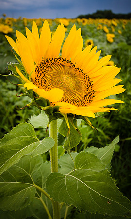 Sunflower King