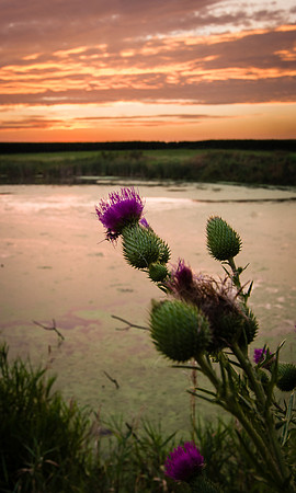 Purple Thistle