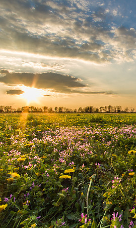 Spring!