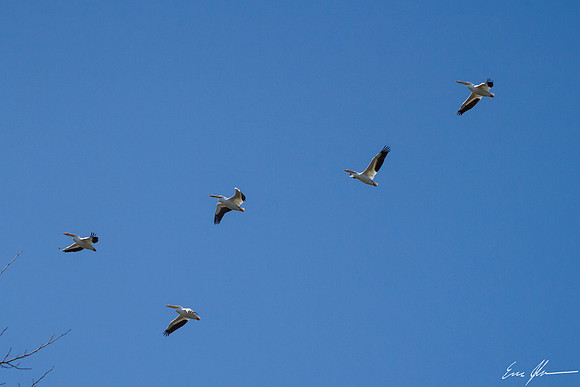 Pelicans at Lake Springfield