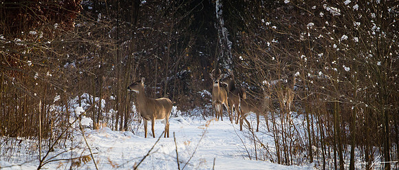 Winter Deer
